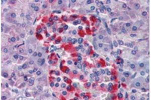 Human Pancreas (formalin-fixed, paraffin-embedded) stained with BID antibody ABIN343922 at 5 ug/ml followed by biotinylated goat anti-rabbit IgG secondary antibody ABIN481713, alkaline phosphatase-streptavidin and chromogen. (BID antibody)