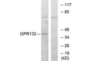Western blot analysis of extracts from COS7 cells, using GPR132 Antibody. (G Protein-Coupled Receptor 132 antibody  (AA 293-342))