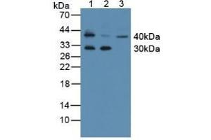 Western Blotting (WB) image for anti-Kallikrein 11 (KLK11) (AA 39-282) antibody (ABIN7432349)