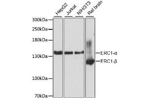 Western blot analysis of extracts of various cell lines, using ERC1 antibody. (ERC1 antibody)