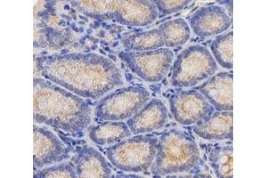 Immunohistochemistry analysis of paraffin-embedded mouse colon using,TMEM177 (ABIN7075996) at dilution of 1: 1000 (TMEM177 antibody)