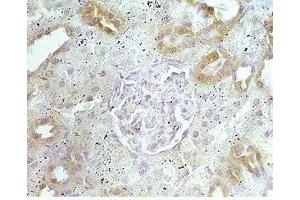 Mouse kidney tissue was stained by Anti-Autoxin (369-391) (Human, Mouse) Serum (ENPP2 antibody  (AA 369-391))
