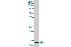 TCEB2 monoclonal antibody (M01), clone 6F6. (TCEB2 antibody  (AA 9-118))