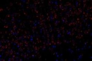 Immunofluorescent analysis of paraformaldehyde-fixed rat brain using,FAM135B (ABIN7073910) at dilution of 1: 1000 (FAM135B antibody)