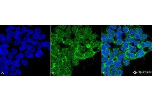 Immunocytochemistry/Immunofluorescence analysis using Mouse Anti-PP5 Monoclonal Antibody, Clone 12F7 . (PP5 antibody  (FITC))