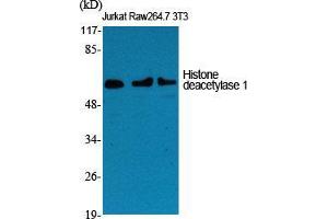 Western Blot (WB) analysis of specific cells using Histone deacetylase 1 Polyclonal Antibody. (HDAC1 antibody  (C-Term))