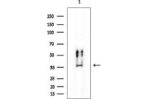 Western blot analysis of lysates from PC12 cells, using PPP1CA Mouse Monoclonal Antibody at 1/1000 dilution.
