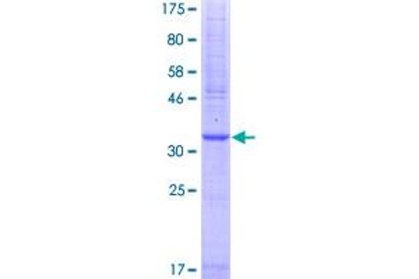 F2RL1 Protein (AA 38-149) (GST tag)