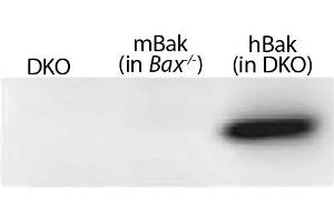 Lysates from mouse embryonic fibroblasts expressing no Bak (Bax-/-Bak-/- (DKO)), mouse Bak (Bax-/-), or WT human Bak (in DKO) were resolved by electrophoresis, transferred to nitrocellulose membrane, and probed with anti-Bak followed by Goat Anti-Rabbit Ig, Human ads-HRP (Goat anti-Rabbit Ig Antibody (PE) - Preadsorbed)