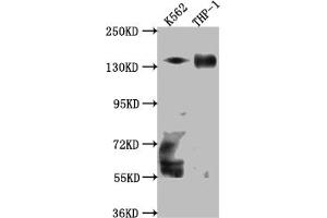 Western Blot Positive WB detected in: K562 whole cell lysate, THP-1 whole cell lysate All lanes: TACC3 Antibody at 1:1000 Secondary Goat polyclonal to rabbit IgG at 1/50000 dilution Predicted band size: 91 kDa Observed band size: 140 kDa (Recombinant TACC3 antibody)