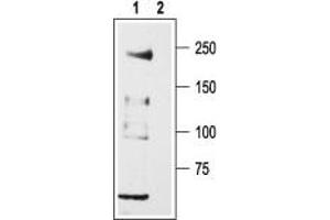 Western blot analysis of rat DRG lysates: - 1. (CACNA1H antibody  (Intracellular Loop))
