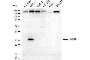 Western blotting analysis using LIN28A antibody (ABIN7799269).