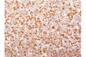 Formalin-fixed, paraffin-embedded human Pituitary Gland stained with ACTH Mouse Recombinant Monoclonal Antibody (r57). (Recombinant POMC antibody  (N-Term))