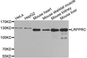 Western blot analysis of extracts of various cell lines, using LRPPRC antibody. (LRPPRC antibody  (AA 1041-1394))