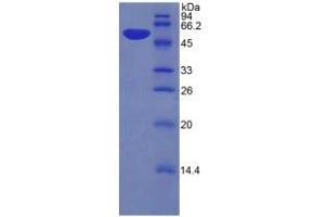 SDS-PAGE analysis of Mouse Kallikrein 6 Protein.