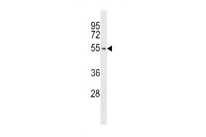 Western blot analysis of anti-hPTK6-E26 Pab (ABIN392105 and ABIN2841858) in  cell line lysate (35 μg/lane). (PTK6 antibody  (N-Term))