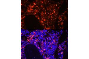 Immunofluorescence (IF) image for anti-Elastase, Neutrophil Expressed (ELANE) (AA 30-267) antibody (ABIN6140110)