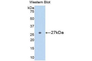 Western Blotting (WB) image for anti-Glutathione S-Transferase alpha 3 (GSTA3) (AA 1-221) antibody (ABIN1078078) (GSTA3 antibody  (AA 1-221))