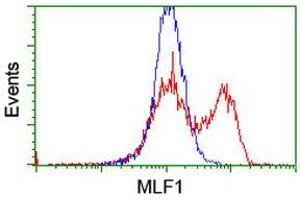 HEK293T cells transfected with either RC202774 overexpress plasmid (Red) or empty vector control plasmid (Blue) were immunostained by anti-MLF1 antibody (ABIN2455802), and then analyzed by flow cytometry. (MLF1 antibody)