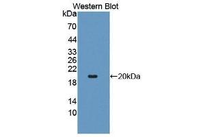 Western Blotting (WB) image for anti-TNF Receptor Superfamily, Member 6 (FAS) (AA 26-173) antibody (ABIN1078008) (FAS antibody  (AA 26-173))