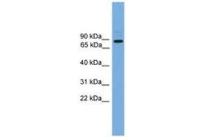 Image no. 1 for anti-rho Guanine Nucleotide Exchange Factor (GEF) 19 (ARHGEF19) (AA 287-336) antibody (ABIN6745013) (ARHGEF19 antibody  (AA 287-336))