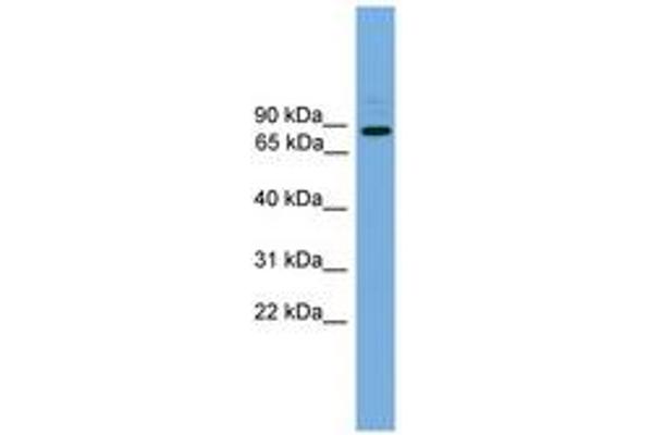 ARHGEF19 anticorps  (AA 287-336)