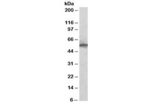 Western blot testing of HeLa lysate with KPNA2 antibody at 0. (KPNA2 antibody)