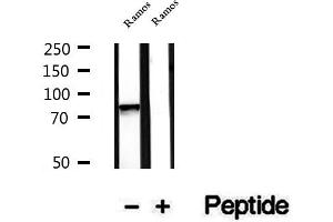 Western blot analysis of extracts of Ramos cells, using LETM1 antibody. (LETM1 antibody  (Internal Region))