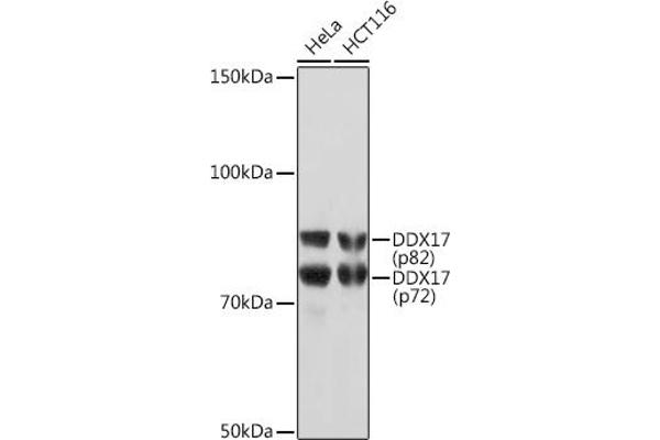 DDX17 antibody