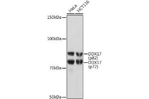 Western blot analysis of extracts of various cell lines, using DDX17 Rabbit mAb (ABIN7266688) at 1:1000 dilution. (DDX17 antibody)