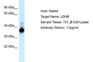 WB Suggested Anti-LDHB Antibody   Titration: 1 ug/ml   Positive Control: 721_B Whole Cell LDHB is strongly supported by BioGPS gene expression data to be expressed in Human 721_B cells
