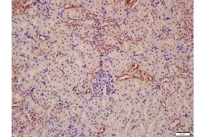 Formalin-fixed and paraffin embedded mouse kidney labeled with Anti-ATG13 Polyclonal Antibody, Unconjugated  at 1:200 followed by conjugation to the secondary antibody and DAB staining