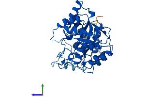 AlphaFold protein structure predicition of Human Recombinant AKR1C3 Protein, UniprotID P42330 (AKR1C3 Protein (AA 1-323) (His tag))