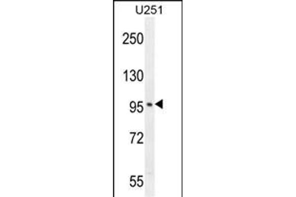 SOBP antibody  (C-Term)