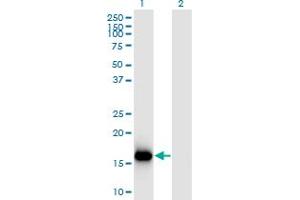 Western Blot analysis of BATF3 expression in transfected 293T cell line by BATF3 monoclonal antibody (M04), clone 3H1. (BATF3 antibody  (AA 1-127))