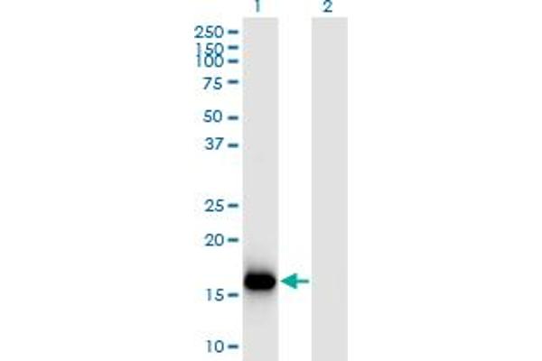 BATF3 Antikörper  (AA 1-127)