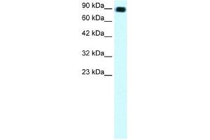 C13ORF8 antibody (20R-1070) used at 0.
