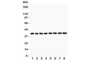 Western blot testing of Cyclin D3 antibody and Lane 1:  rat testis