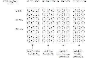 Image no. 7 for ERK1/2, JNK, p38 MAPK ELISA Kit (ABIN1981832)