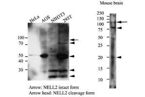 Western Blotting (WB) image for anti-NEL-Like 2 (Chicken) (NELL2) antibody (ABIN614304) (NELL2 antibody)