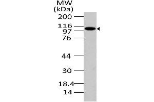 Image no. 1 for anti-phosphofurin Acidic Cluster Sorting Protein 1 (PACS1) (AA 150-400) antibody (ABIN5027423) (PACS1 antibody  (AA 150-400))