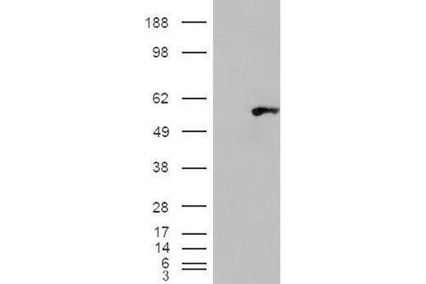 WIPF1 antibody  (C-Term)