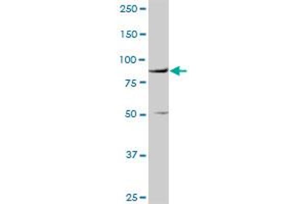 VCAM1 antibody  (AA 1-739)