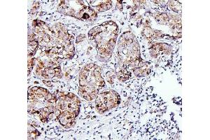 IHC analysis of TXN2 using anti-TXN2 antibody (ABIN7602150). (TXN2 antibody  (AA 60-166))