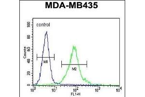 MeCP2 Antibody (N-term S80) (ABIN655914 and ABIN2845313) flow cytometric analysis of MDA-M cells (right histogram) compared to a negative control cell (left histogram). (MECP2 antibody  (N-Term))