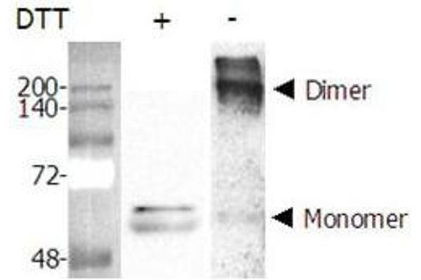 NAMPT Protein (AA 1-491) (His tag)