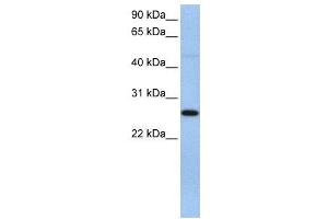 WB Suggested Anti-EIF4H  Antibody Titration: 0. (EIF4H antibody  (C-Term))