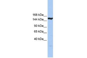WB Suggested Anti-CASP8AP2 Antibody Titration:  0. (FLASH antibody  (N-Term))