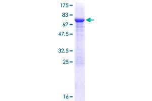 PELI2 Protein (AA 1-420) (GST tag)