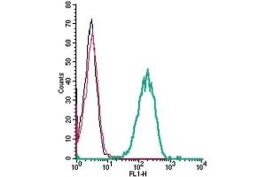Cell surface detection of β1-adrenoceptor by indirect flow cytometry in live intact human THP-1 monocytic leukemia cells: (black line) Cells. (ADRB1 antibody  (Extracellular))